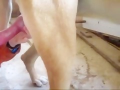 she love feel dog cock in her pussy