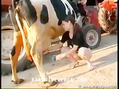 Cow Sex