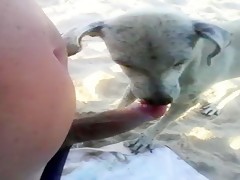 Dog blow my dick