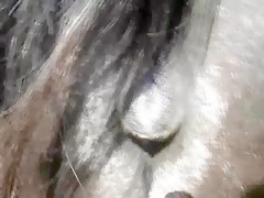 Horse pussy dripping