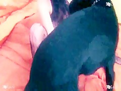 Ariel Hot Day K9Lady