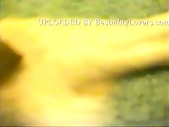 Caledonian Pounding The Dog