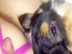 Helping dog lick unaware teen