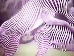 Zebra Tripé